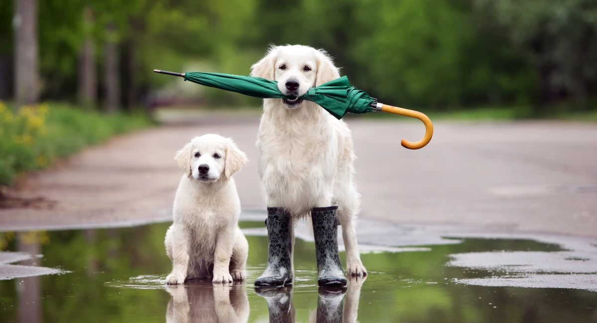 Pet Safety